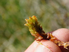 Sphagnum austinii