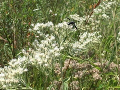 Trichopoda lanipes