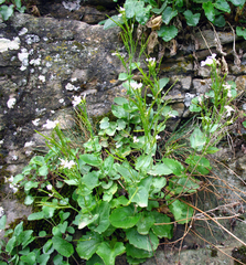 Arabis christiani