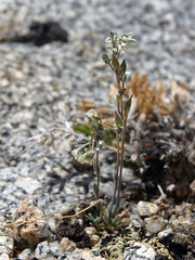 Draba breweri