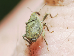 Parethelcus pollinarius
