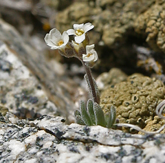 Draba breweri