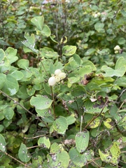 Symphoricarpos albus