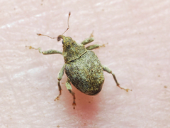 Parethelcus pollinarius