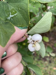 Symphoricarpos albus