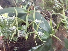 Epidendrum ciliare