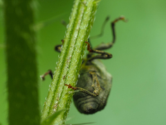 Parethelcus pollinarius