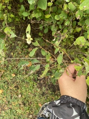 Symphoricarpos albus