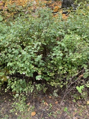 Symphoricarpos albus