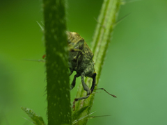 Parethelcus pollinarius
