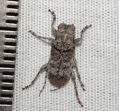 Ecyrus