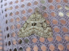 Thera contractata
