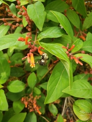 Bombus impatiens image