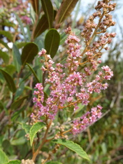 Spiraea tomentosa