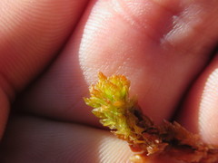 Sphagnum austinii
