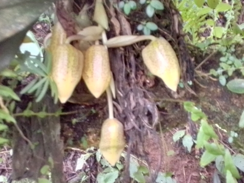 Stanhopea wardii, photograph 5
