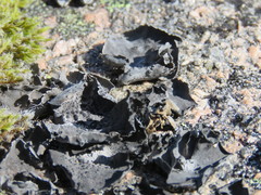 Umbilicaria proboscidea