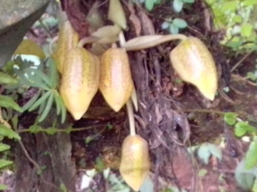 Stanhopea wardii, photograph 6