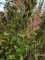 Spiraea tomentosa