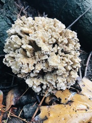 Agaricomycetes
