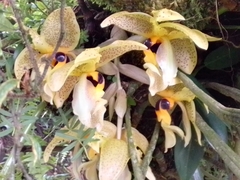 Stanhopea wardii