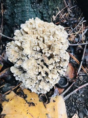 Agaricomycetes
