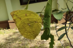 Catopsilia pomona