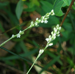 Persicaria setacea