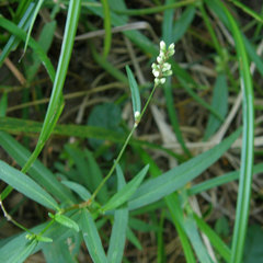 Persicaria setacea