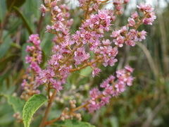 Spiraea tomentosa