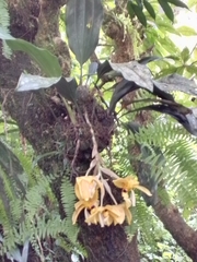 Stanhopea wardii