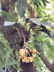 Stanhopea wardii