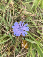 Cichorium intybus