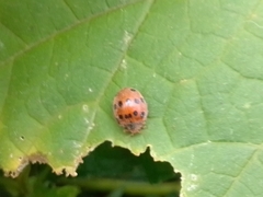 Epilachna tredecimnotata