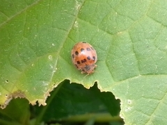 Epilachna tredecimnotata