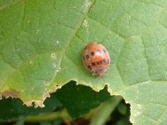 Epilachna tredecimnotata