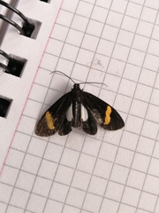 Aclytia
