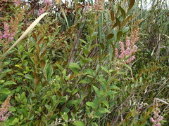 Spiraea tomentosa