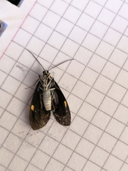 Aclytia