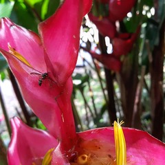 Polybia occidentalis