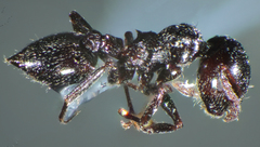 Crematogaster laestrygon