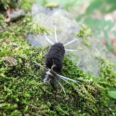 Gymnelia