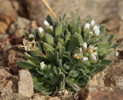 Draba californica