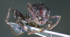 Crematogaster laestrygon