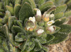 Draba californica