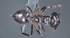 Crematogaster laestrygon