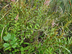 Spiraea tomentosa
