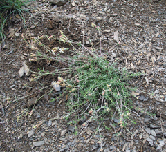 Silene spergulifolia