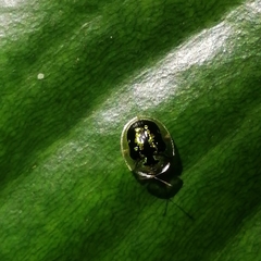 Cassida circumdata
