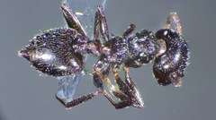 Crematogaster laestrygon